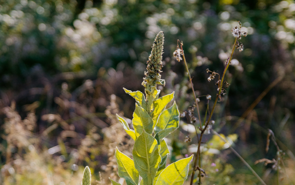 A Magnet for Pollinators and Extended Seasonal Interest.