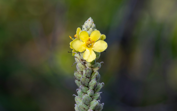 Hardy, Drought-Tolerant, and Suited to Sun-Loving Borders.