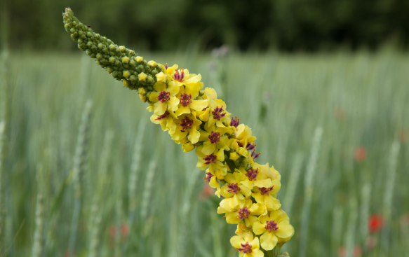 Verbascum: A Bold and Architectural Beauty.