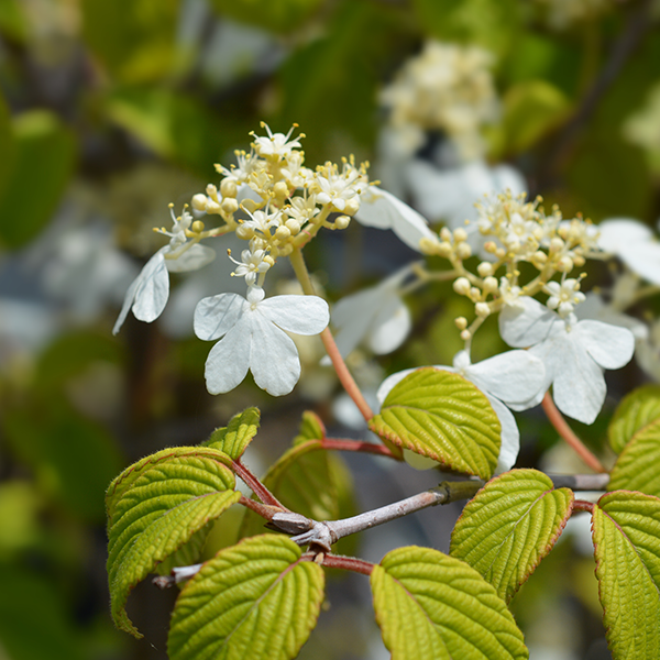 Small-petaled white flowers with green leaves bask on a branch in sunlight, reminiscent of the elegant Viburnum Kilimanjaro Sunrise - Japanese Snowball Tree.