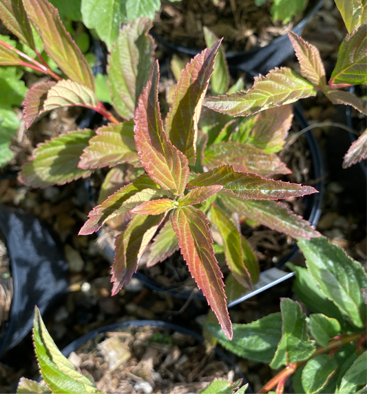 Viburnum farreri