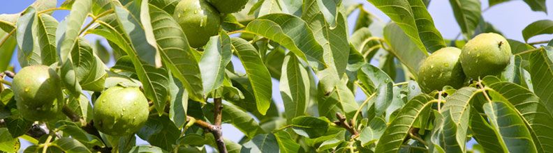 Walnut Trees