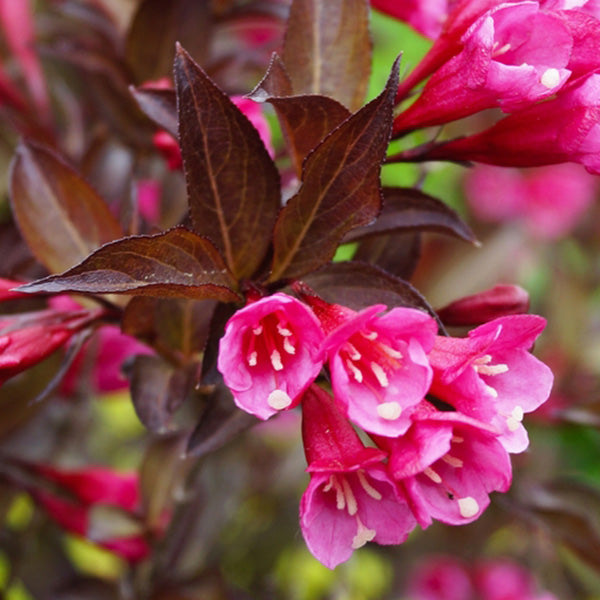 Weigela 'Minor Black'