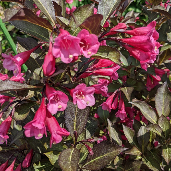 Weigela 'Minor Black'