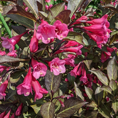 Weigela 'Minor Black'