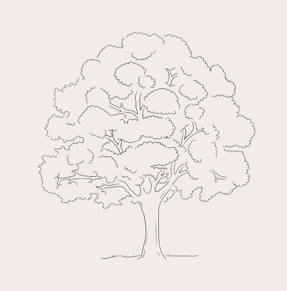 Line drawing of a large tree with a wide canopy, detailed branches, and leaves on a plain background.