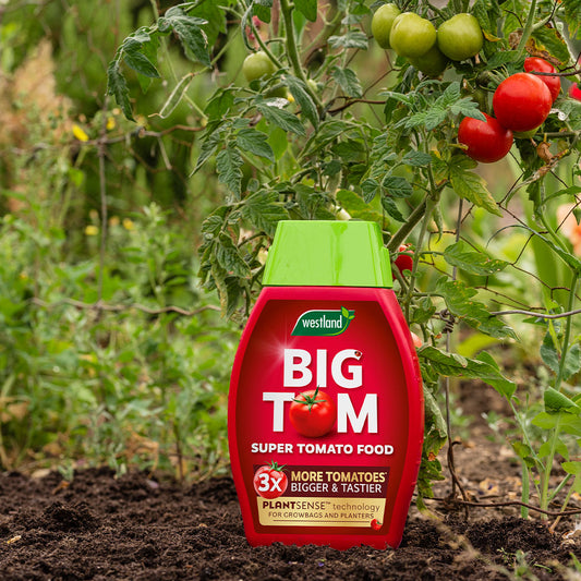 Westland Big Tom Super Tomato Food 1L