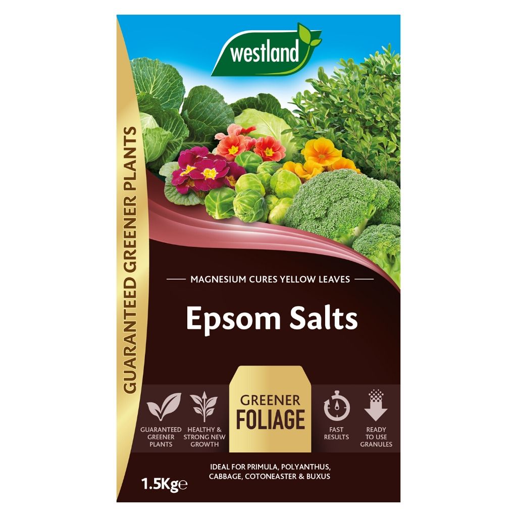 A package of Westland Epsom Salts 1.5Kg, renowned for its rich magnesium content, helps restore yellowed leaves and fosters healthy plant growth. Envision vibrant greenery and blooming flowers thriving with energetic vitality.
