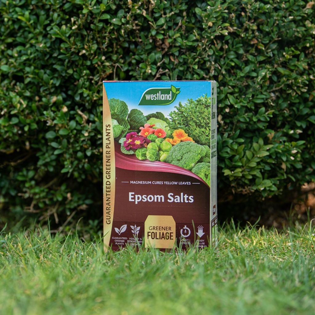 A box of Westland Epsom Salts 1.5Kg sits on the grass near a hedge, featuring lively plant images and text highlighting its rich magnesium content to promote healthy plant growth.