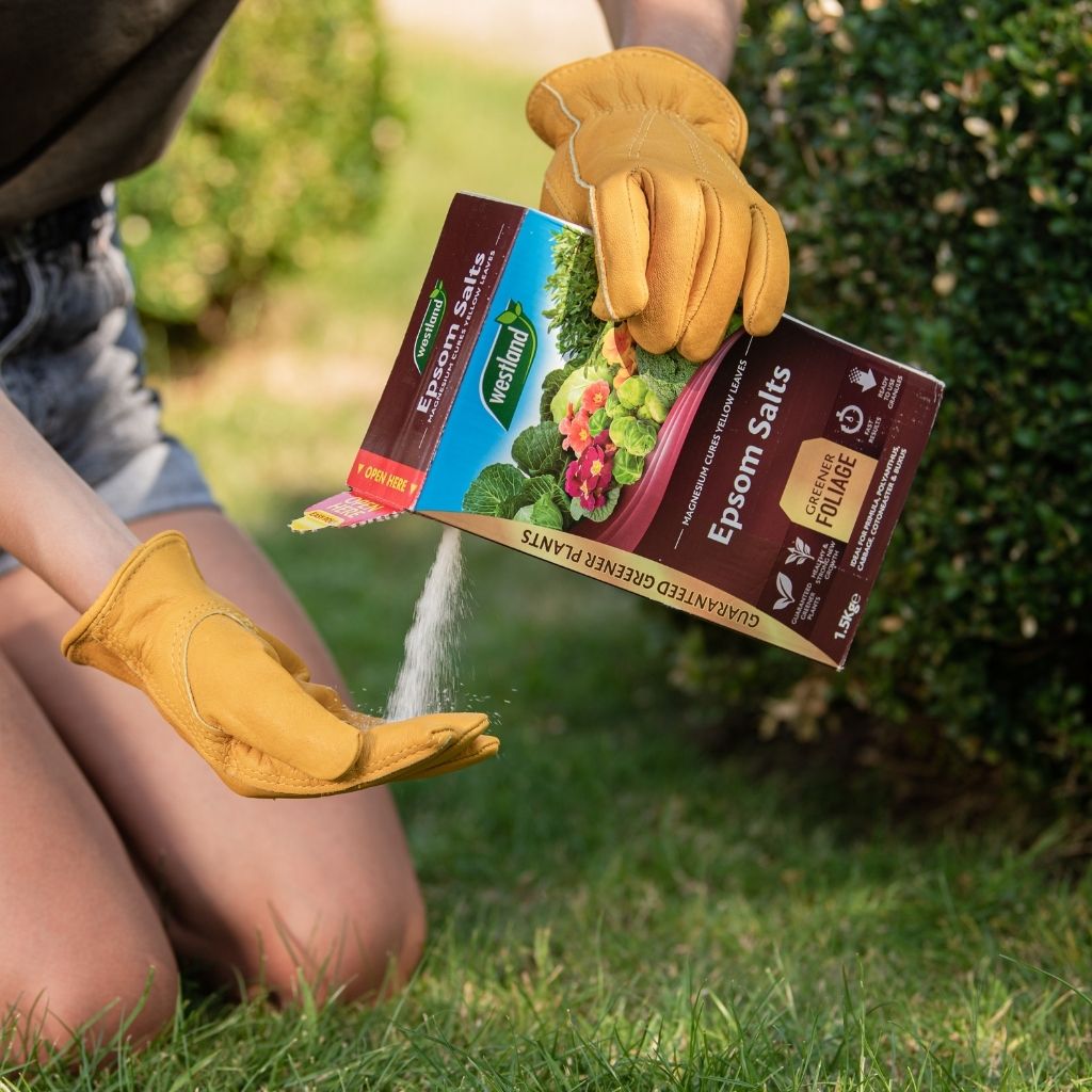 A person wearing yellow gloves is carefully pouring Westland Epsom Salts 1.5Kg, known for their high magnesium content, onto the lush green grass next to a thriving bush, ensuring healthy plant growth.