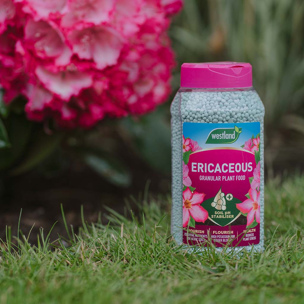 A jar of Ericaceous Specialist Plant Food Granules 900g placed on grass near pink flowers is perfect for acid-loving plants. This slow-release formula promotes vibrant blooms and lush foliage throughout the season.