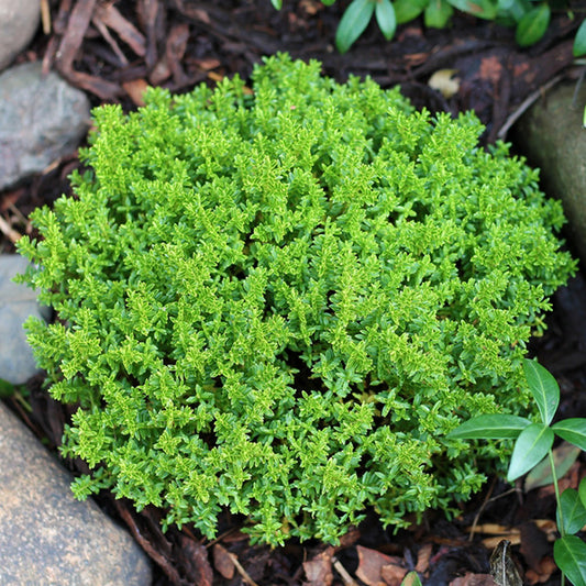 Hebe 'Green Globe'
