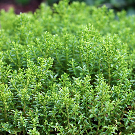 Hebe 'Green Globe'