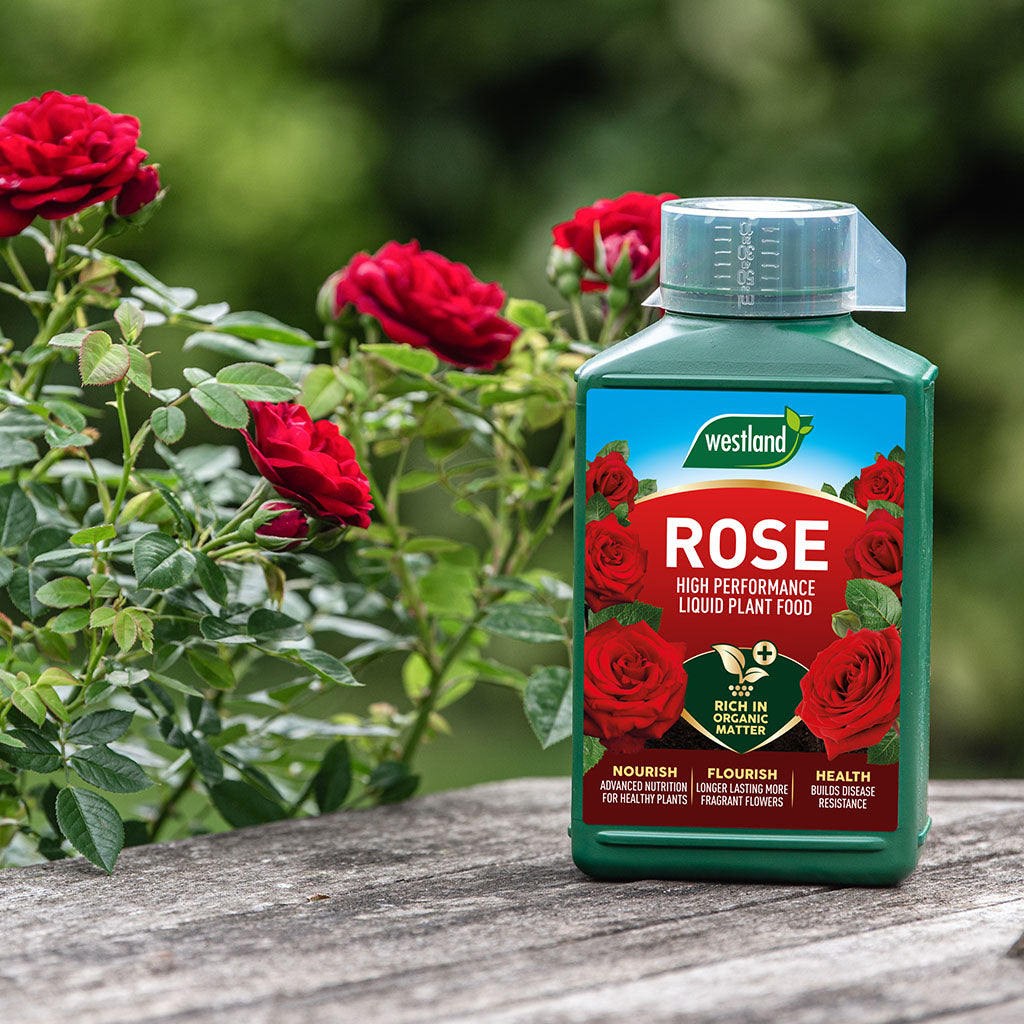 A bottle of Westland Rose High Performance Liquid Plant Food 1L sits elegantly on a wooden surface, surrounded by vibrant red roses and lush green leaves, promising not just nourishment but also enhanced disease resistance for your cherished blooms.