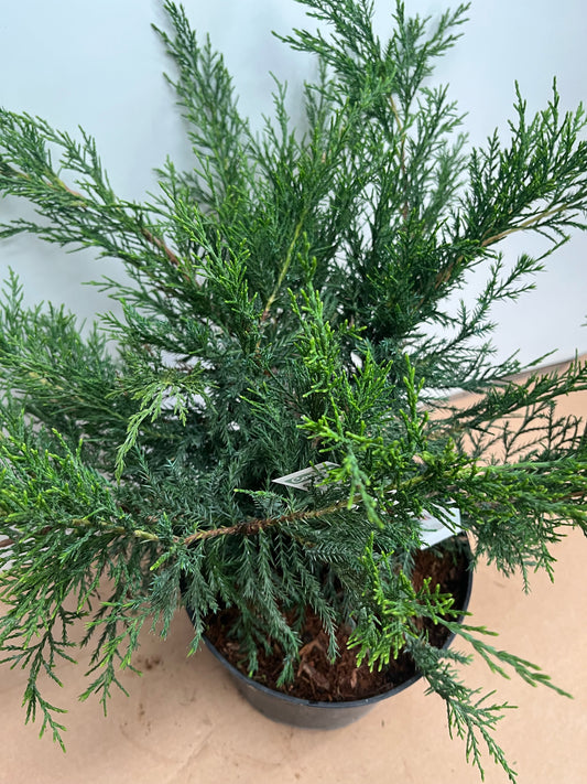 Juniperus x pfitzeriana 'Mint Julep'