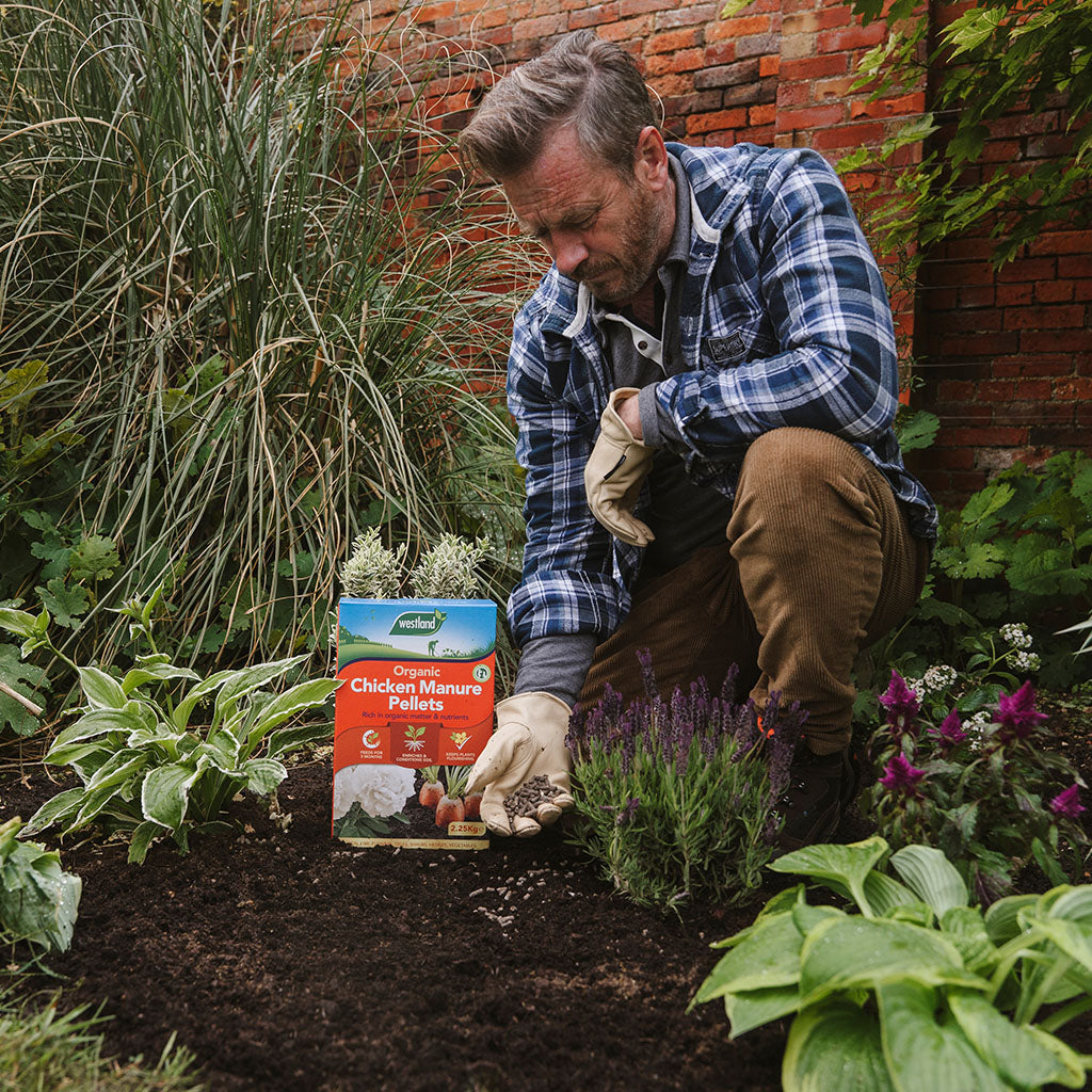A person in a plaid shirt and gloves is kneeling in a garden, enriching the soil with Westland Chicken Manure Pellets 2.25Kg + 25% Extra free. Lush greenery and a brick wall serve as the backdrop.