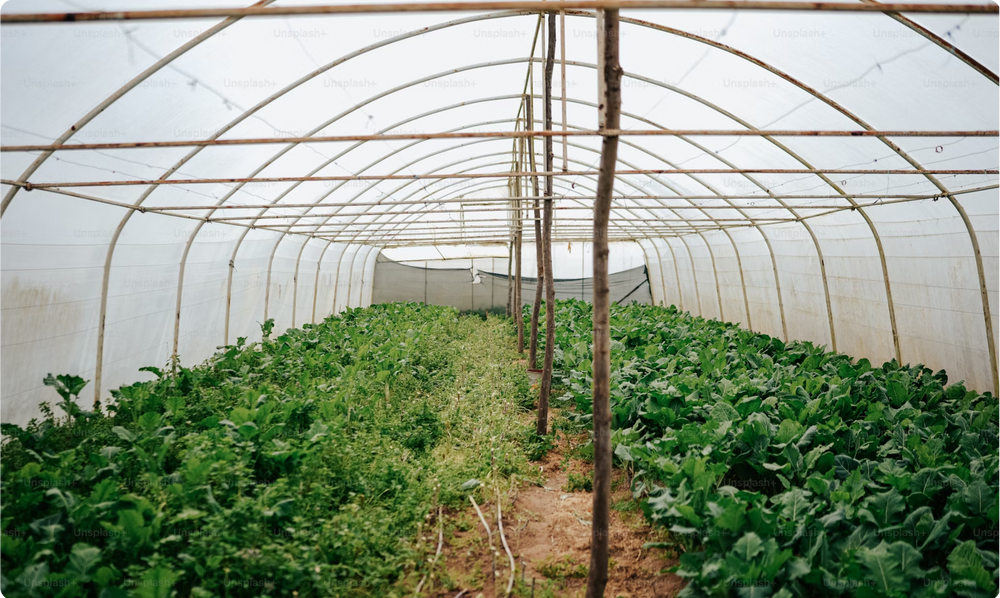 Buy trees, fruit trees, shrubs and gifts from Mail Order Trees