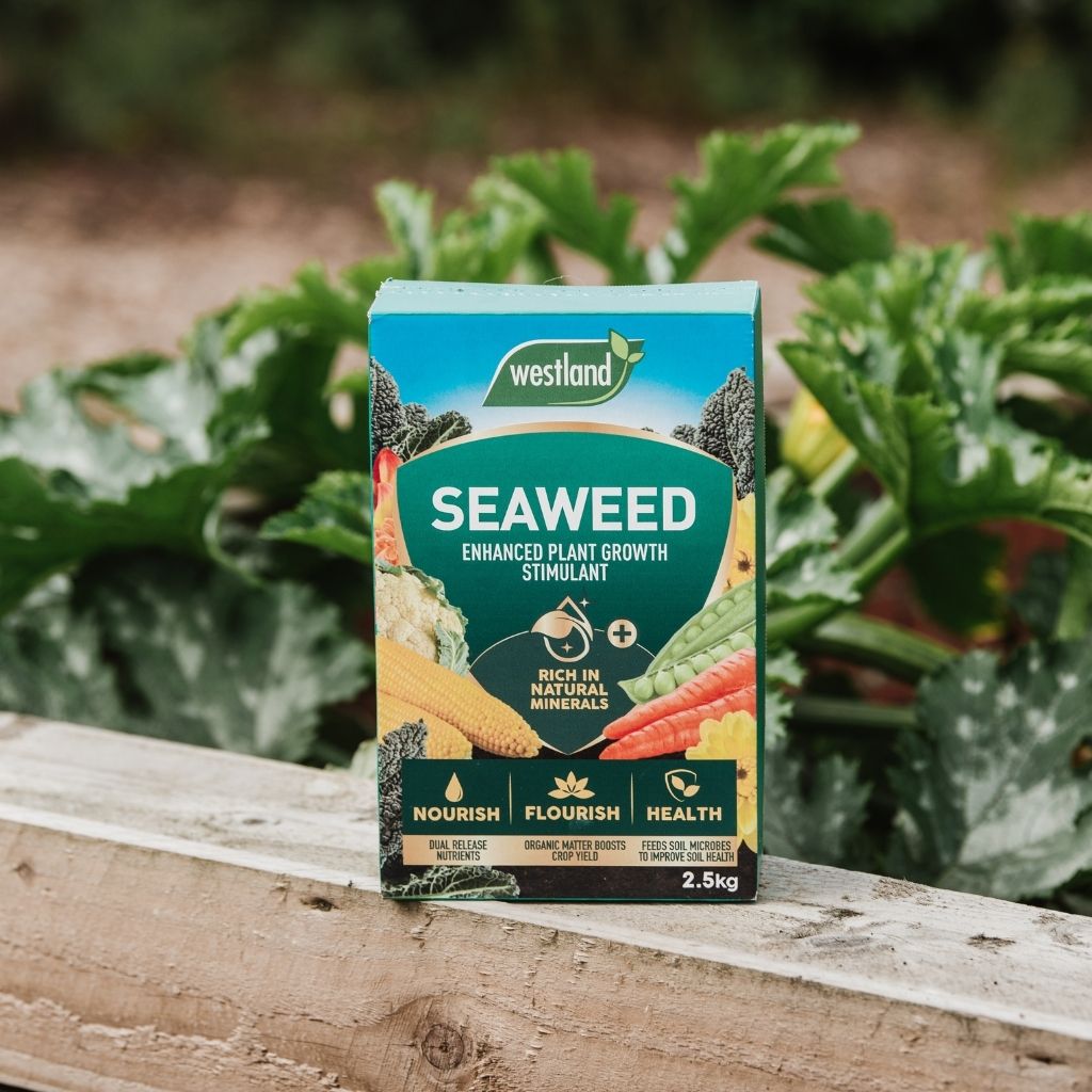 A container of Westland Seaweed Enhanced Plant Food 2.5Kg, an organic nutrient feed and plant growth stimulant, is placed on a wooden surface surrounded by leafy plants.