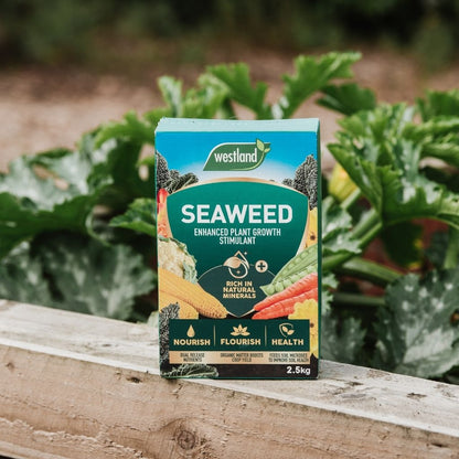 A container of Westland Seaweed Enhanced Plant Food 2.5Kg, an organic nutrient feed and plant growth stimulant, is placed on a wooden surface surrounded by leafy plants.