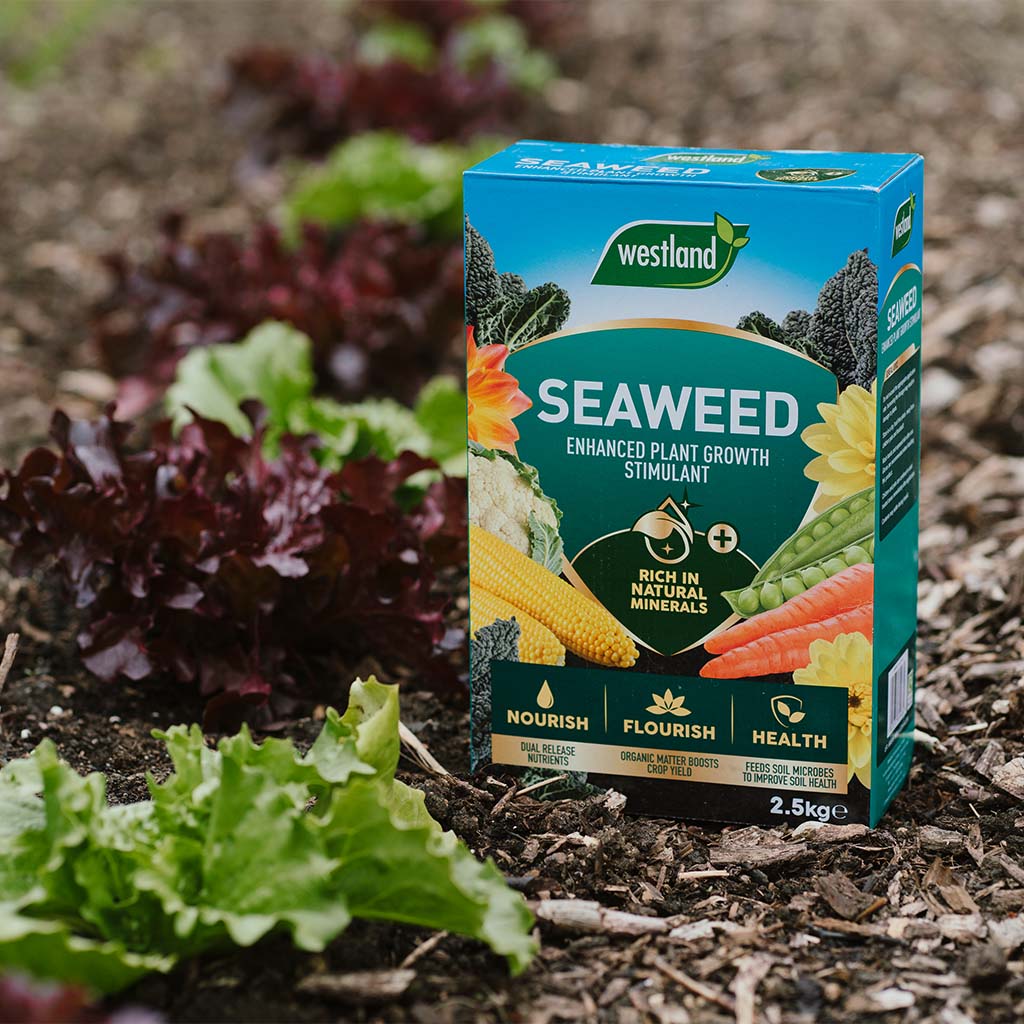 A box of Westland Seaweed Enhanced Plant Food 2.5Kg sits in a garden bed, surrounded by leafy plants. This organic nutrient feed enriches your garden, ensuring vibrant growth and lush greenery.