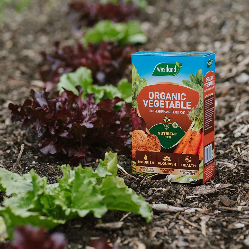 Box of Westland All Vegetable Feed 1.5Kg on soil beside rows of nutrient-rich, growing leafy greens.