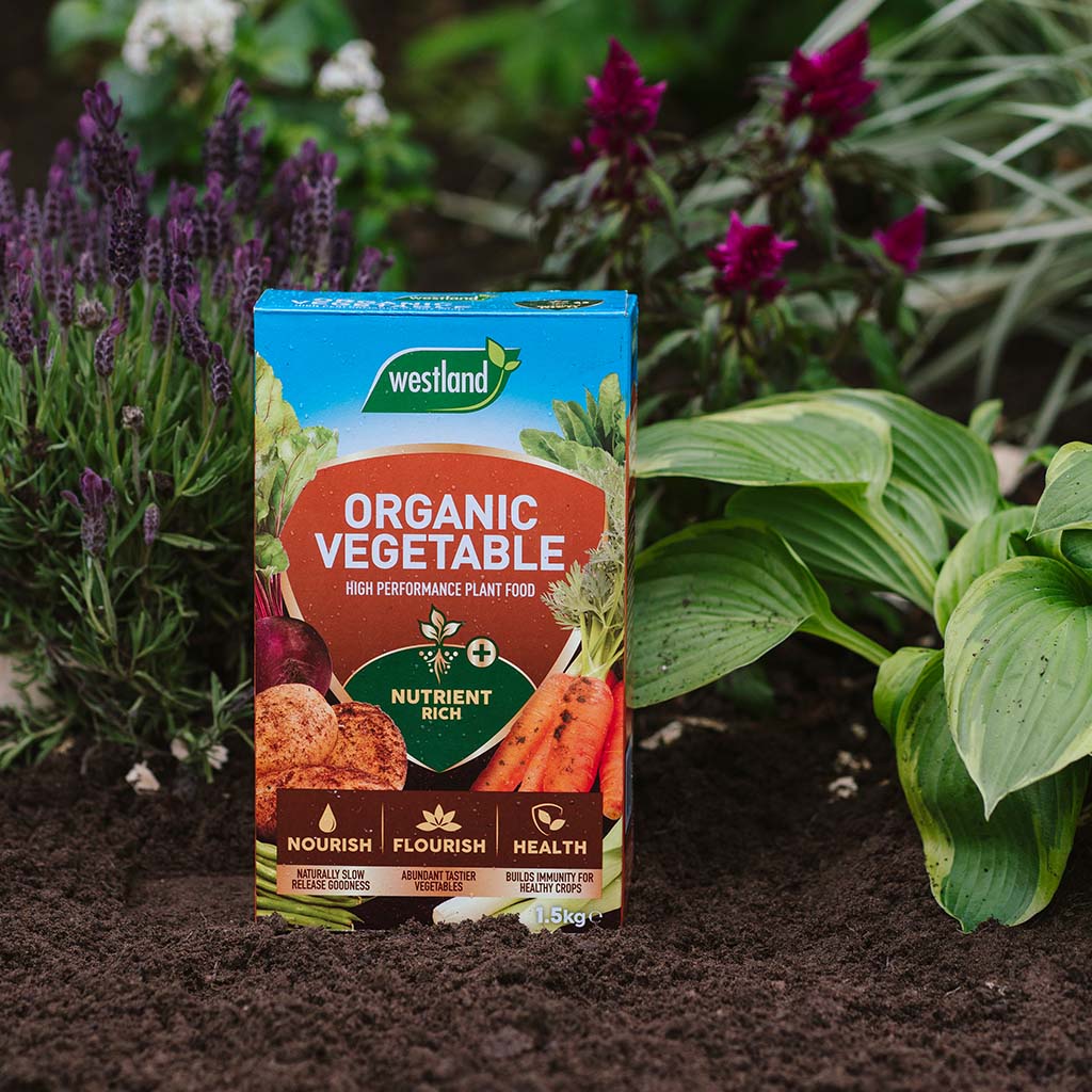A box of Westland All Vegetable Feed 1.5Kg rests on the soil, nestled among vibrant green and purple plants. The front displays images of vegetables and highlights essential nutrient information, ensuring your garden thrives organically.