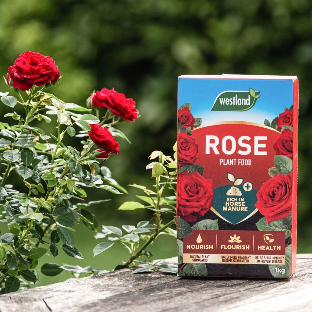 A box of Westland Rose Food 1Kg sits on a wooden surface, surrounded by blooming red roses. The vibrant petals and lush green leaves emphasize the promise of beautiful blooms fostered by this nourishing plant food.