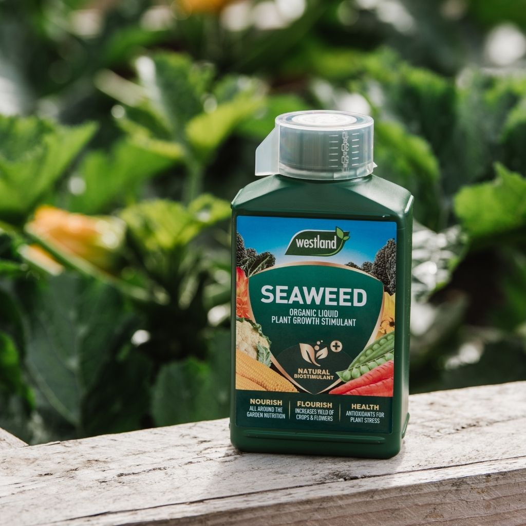 A bottle of Westland Seaweed Organic Liquid Plant Growth Stimulant 1L sits on a wooden surface, surrounded by vibrant green plants in the background.