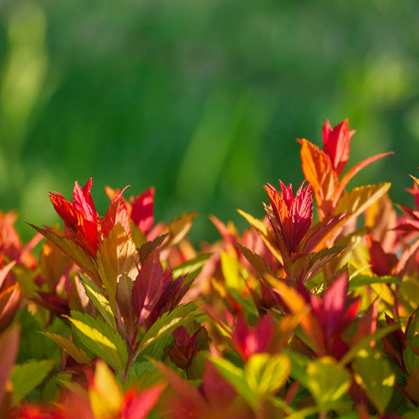 Spiraea japonica 'Goldflame'
