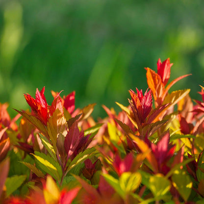 Spiraea japonica 'Goldflame'