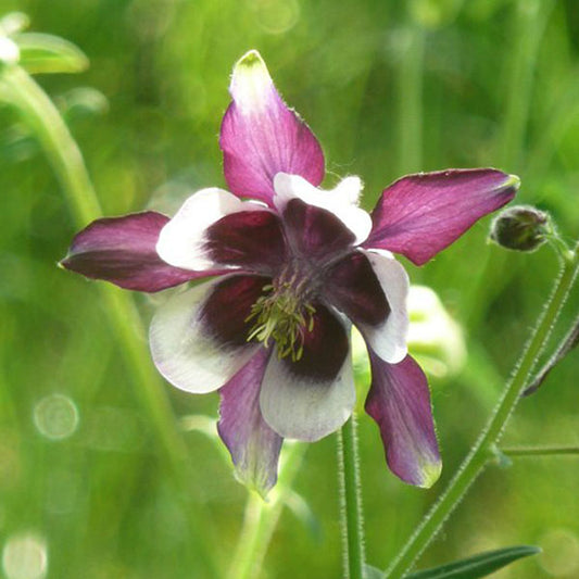 Aquilegia William Guinness - Columbine