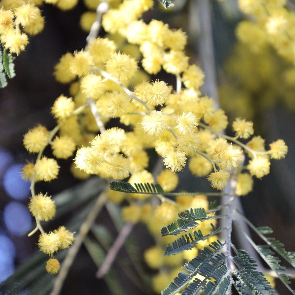 Acacia dealbata - Mimosa Tree