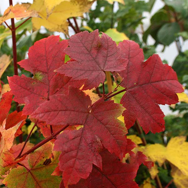 Acer Armstrong - Foliage