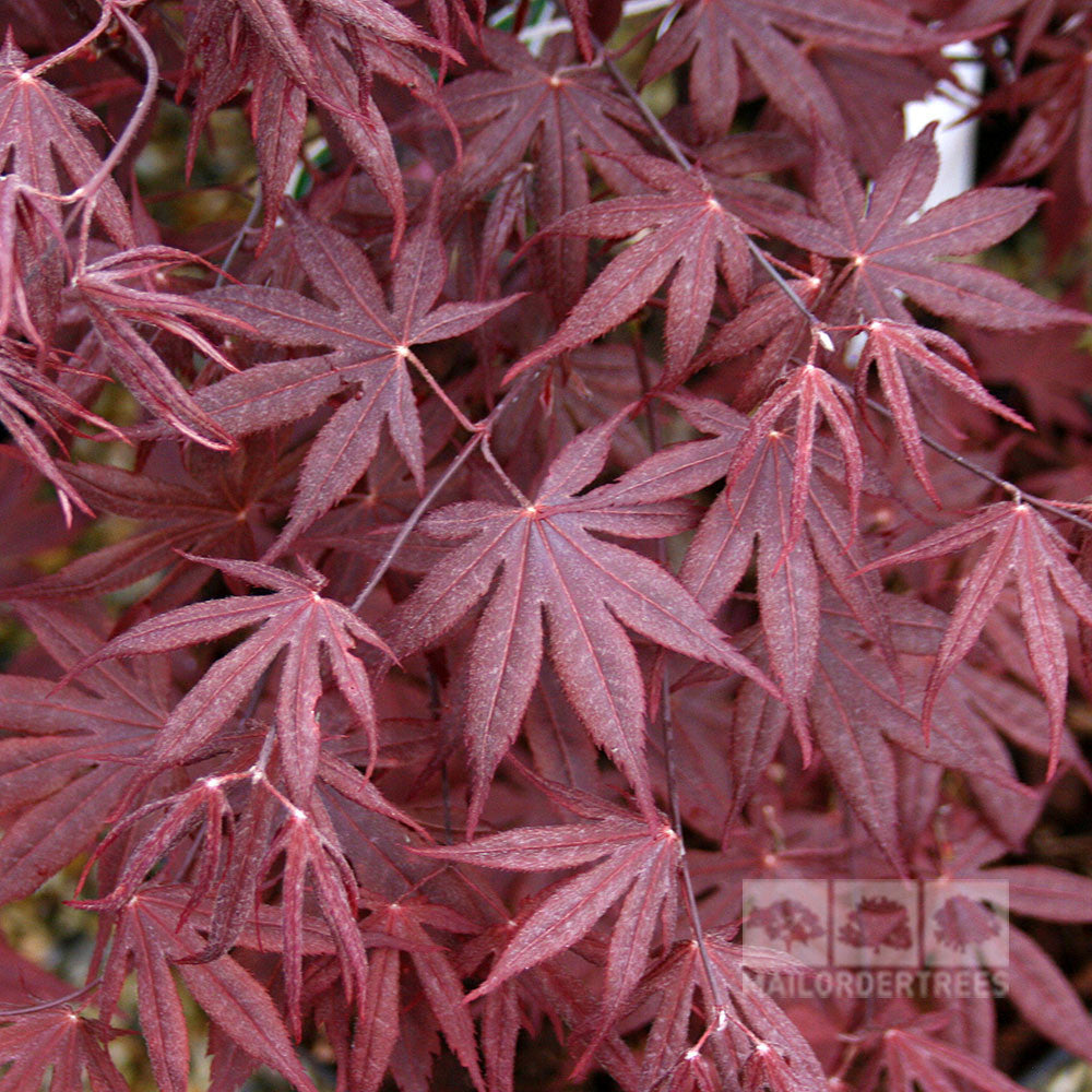 Acer Bloodgood - Summer Foliage