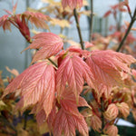 Acer Brilliantissimum - New Foliage