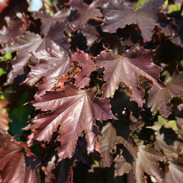Acer Crimson King - Foliage