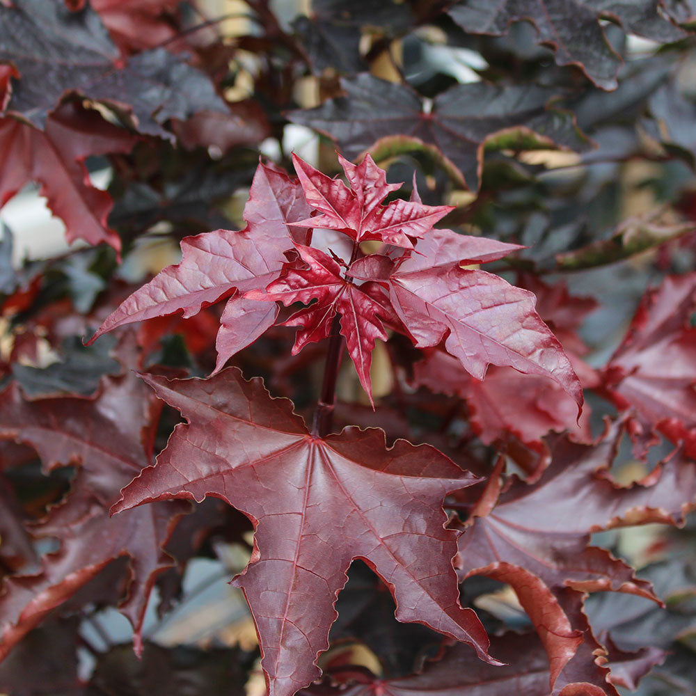 Acer Crimson Sentry - Foliage