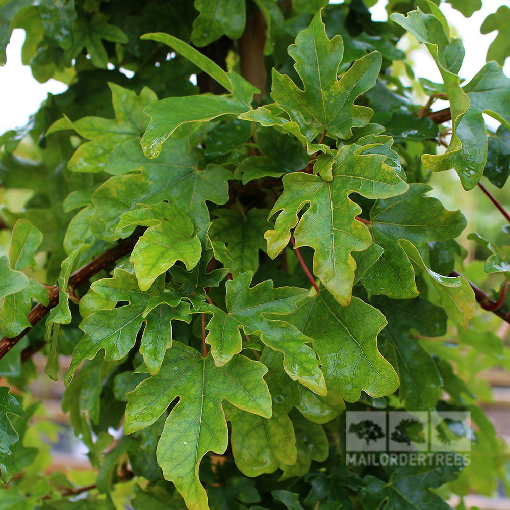 Acer Elsrijk - Foliage