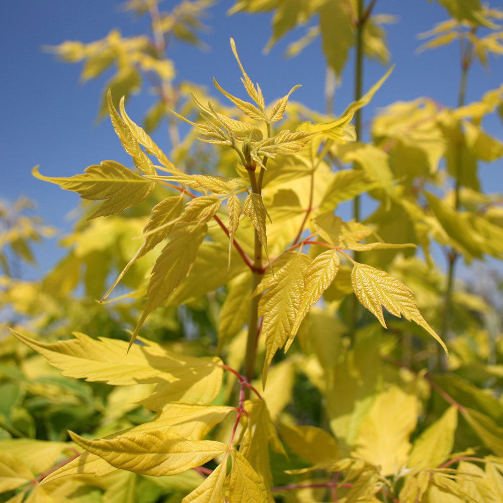 Acer Kelly's Gold - Foliage