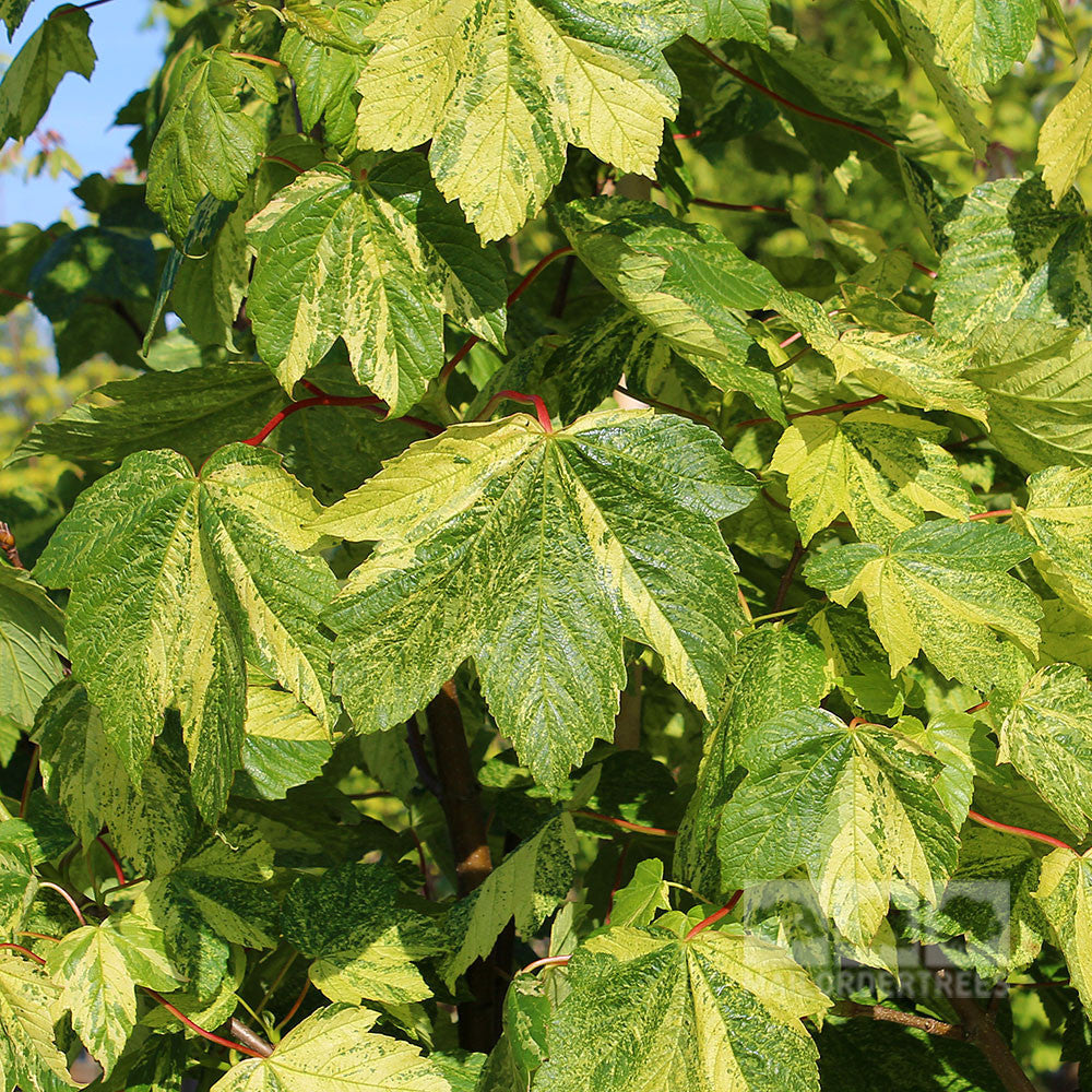 Acer Leopoldii - Foliage