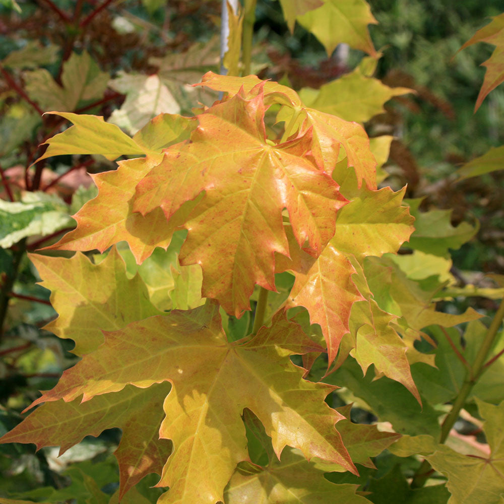 Acer Princeton Gold - Foliage