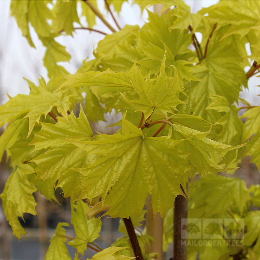 Acer Princeton Gold - Spring Foliage