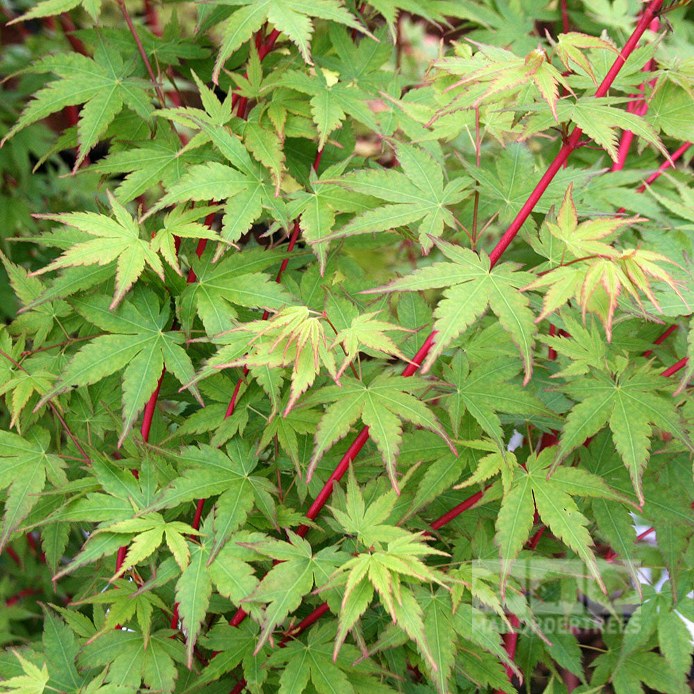 Acer Sango-Kaku - Foliage