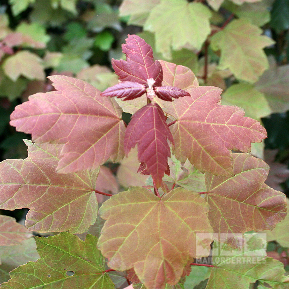 Acer Summer Red - New Foliage
