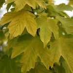 Acer Worley - Foliage