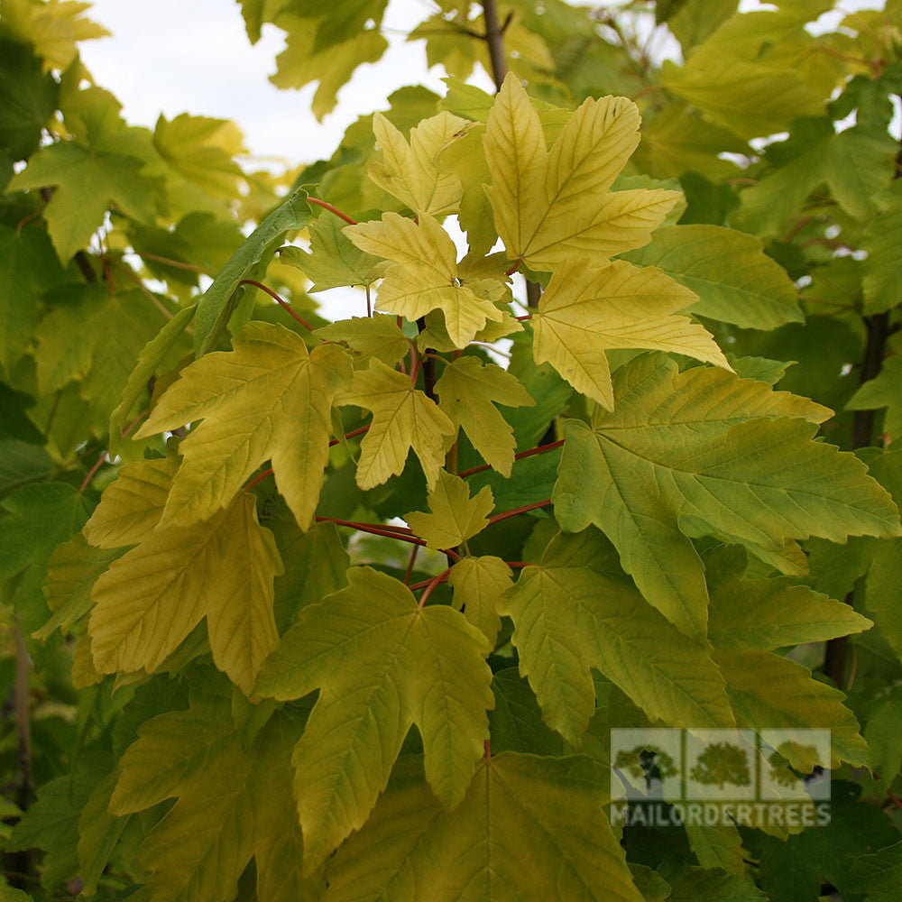 Acer Worley - Foliage