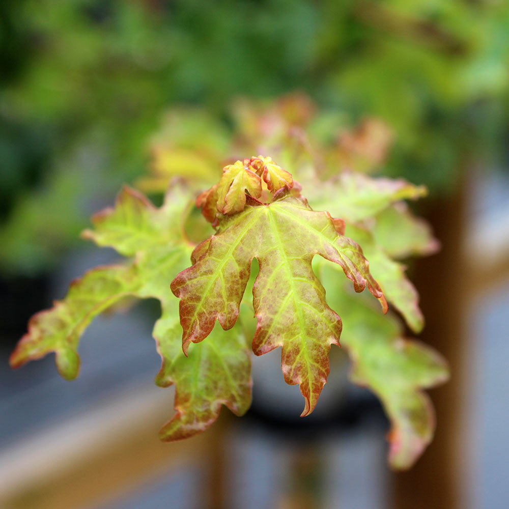 Acer Elsrijk - Foliage