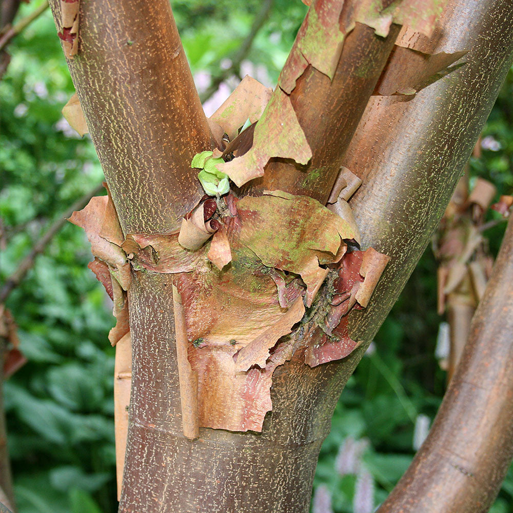Acer griseum - Bark
