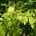 Acer negundo - Foliage