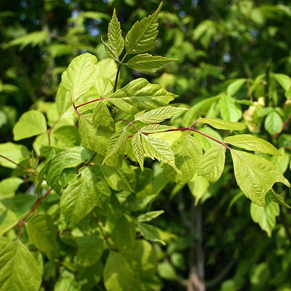 Acer negundo - Foliage
